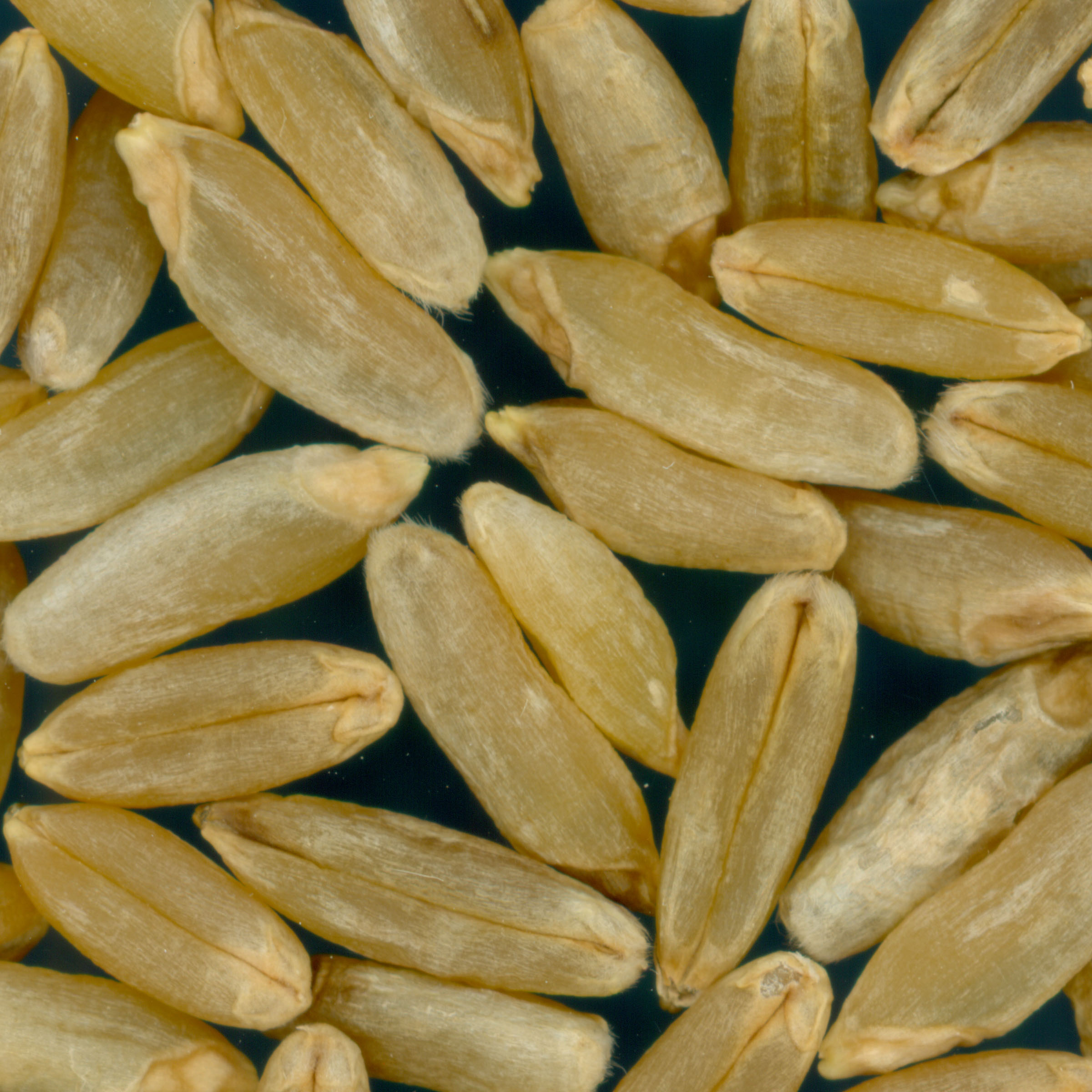 Click for 2 image(s) for this accession. KERNELS